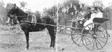 Mr Handley and Gig, Paeroa Show 1912.